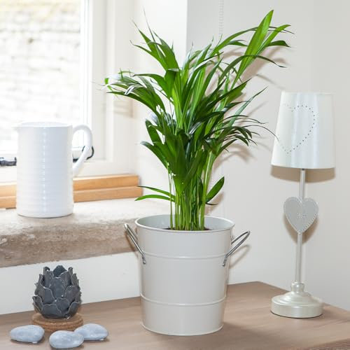 YouGarden Butterfly Palm Houseplant, Areca Palm Indoor Houseplant, Easy to Care for, Supplied as an Established Plant in 14cm Pot, Already 50-60cm Tall
