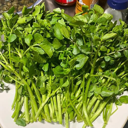 crescione perenne invernali, aromatiche d'appartamento rare Semi di aromatiche, resistenti in vaso sostenibili giardino di tappezzanti balcone 200semi