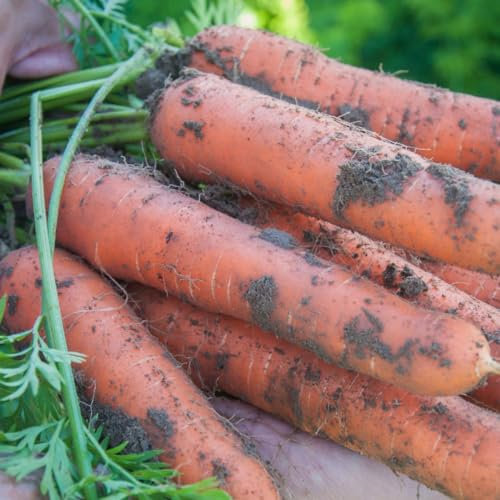 PREMIER SEEDS DIRECT - Seed Tape Carrot Resistafly F1-6M (3X2M) - Approx 540 Seeds