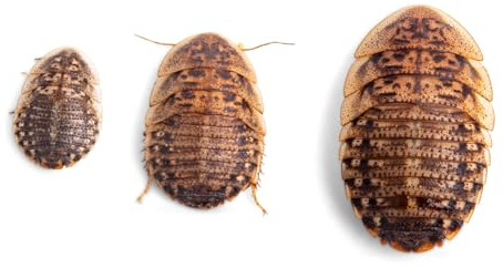 Fluker's Live Dubia Roaches, Premium Feeder Insects for Reptiles, Amphibians, and Arachnids (100 Count Small)