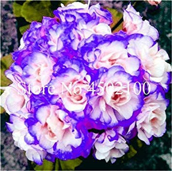 . 110 Pcs coloré Géranium Vivace Plantas Fleur Pelargonium Peltatum Flores Géranium pour Potted Jardin: 5