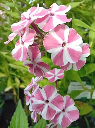 3 Stück große Flammenblume Phlox paniculata Twist mit rosa - weißen Blüten