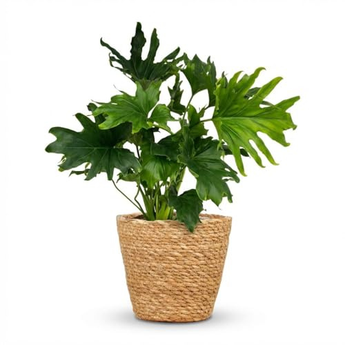 Philodendron - Philodendron Lickety split - Grön - Lättskött - med korg - 60-70cm - Ø19cm - Krukväxt - Vintergrön