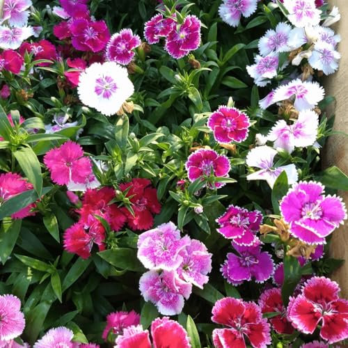 Sobre Semillas Clavel Chino Dianthus Chinensis