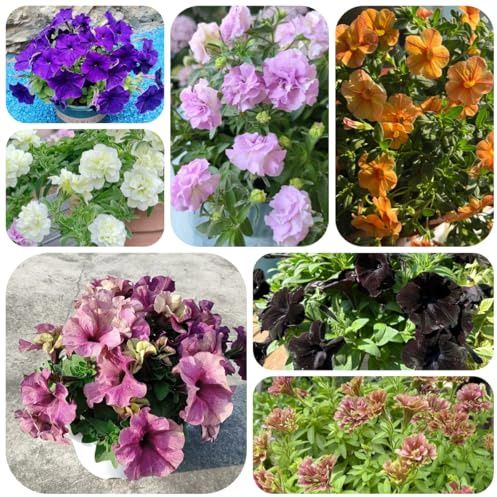 semillas de petunia balcón, petunia híbrida, cubierta perenne resistente de petunia colgante de primavera, semillas de silvestres para lugares 300pcs