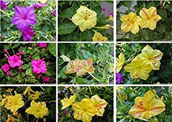 1Bga 10 Stück Samen Geraniensamen, Topfbalkon, Pflanzsaison, DIY-Pflanzen von Blumen, gemischte Farben, Bonsai-Samen