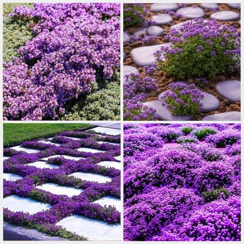 10000pcs sachet thym serpolet Violet, graines de thym de graies de fleurs faciles à planter graines de thym rampant multicolores outil de jardinage pour la cour Des graines
