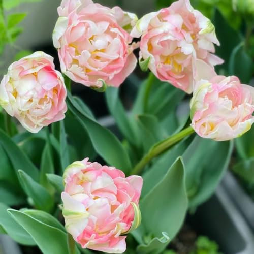 15bulbos de tulipán Decoraciones jardín exteriores raros primaveral