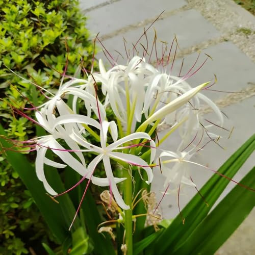 Bulbi/giglio ragno - Lycoris Radiata balcone giardino Copertura terreno giardino decorazione 5Rhizome