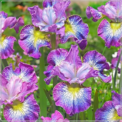 Iriszwiebeln, Blumenzwiebeln Garten, Balkon,Stauden,Winterhart,Bartiris,Winterhart Mehrjährig,GartenblumenEleganz, Iris,Schwertlilien-4zwiebeln-A