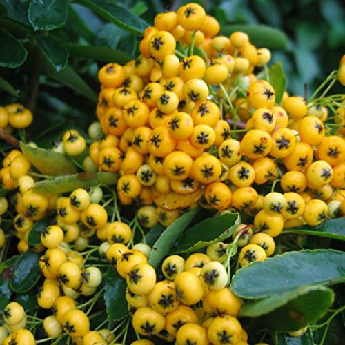 Semi di Pyracantha Coccinea, semi di Firethorn giallo