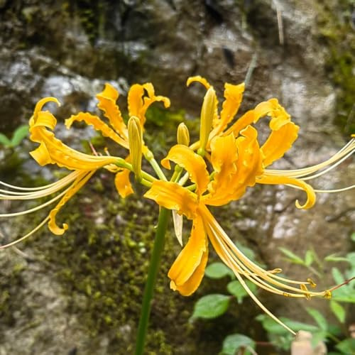 Bulbos de lirio araña - lycoris radiata - resistentes al aire libre de sangre de otoño, primavera, ramo 5pcs