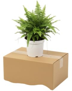 Helecho DECOALIVE Planta Natural de Interior con Follaje Frondoso y Elegante