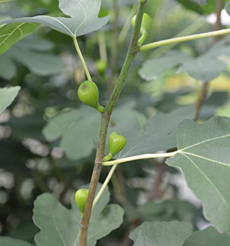 Echter Feigenbaum 60-80cm - Ficus carica