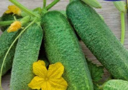 Pcs - 20x Concombre Petit Vert Aigu - Légumes Graines Jardin Plant Salade KS403 - Seeds & Plants Shop by Ipsa