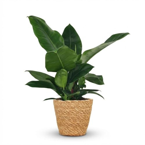 Philodendron - Philodendron Imperial Green - Grön - Enkel skötsel - med korg - 55-65cm - Ø19cm - Krukväxt - Vintergrön