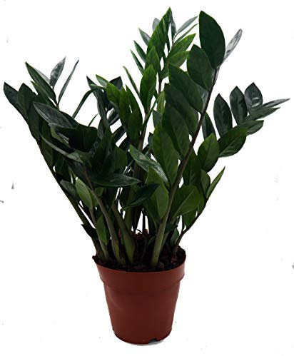 Glücksfeder, (Zamioculcas zamiifolia), Zamie, Zamia Farn, Zamia Palme, pflegeleichte Zimmerpflanze (ca. 65cm hoch im 17cm Topf)