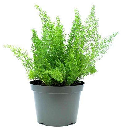 Helecho Esparraguera Asparagus Sprengeri Planta de Interior Natural para Decorar el Hogar