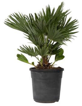 Plant in a Box - Chamaerops Humilis 'Volcan' - Palmier nain - Pot 24cm - Hauteur 45-55cm