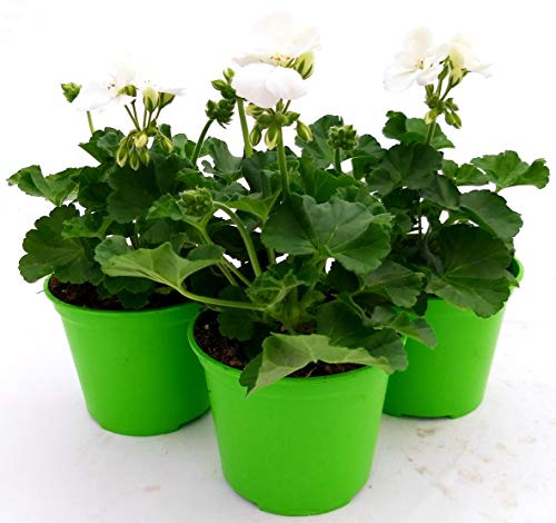 POWERS TO FLOWERS - GERANIO ZONALE HERCULES, PELARGONIUM, 3 PIANTE VASO 14, BIANCO, piante vere