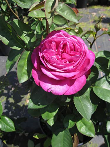 Zwergrose Heidi Klum ® - Rosa Heidi Klum ® - Tantau Rose