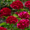Hydrangea paniculata Wims Red Compact Deciduous Potted Shrub Garden Plant (9cm Pot, 15-30cm)