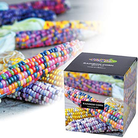 MostroMania Set Pannocchie Arcobaleno, Semi di Mais Colorati Commestibili, Accessori Decorativi Casa