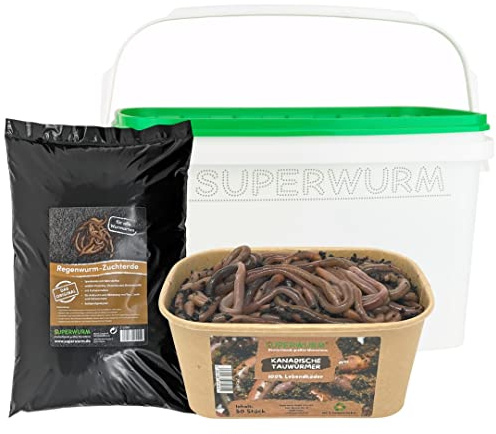 Lombrices de tierra canadienses en un conjunto - comprar lombrices de tierra vivas, pescar o como gusano de forraje - cebo vivo para lucio, carpa, bagre, trucha