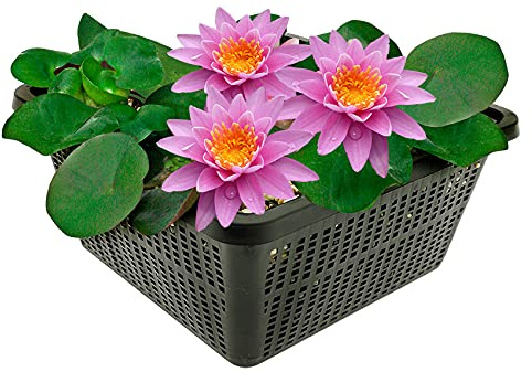 vdvelde․com - Nenúfar rosa, Nymphaea Pink Opal, lirio de agua resistente
