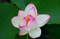 Fiore di Loto Nelumbo Seika – Rizoma Vivo di Loto Ornamentale Rosa – Pianta Acquatica per Laghetti e Vasi – Fioritura Estiva Decorativa