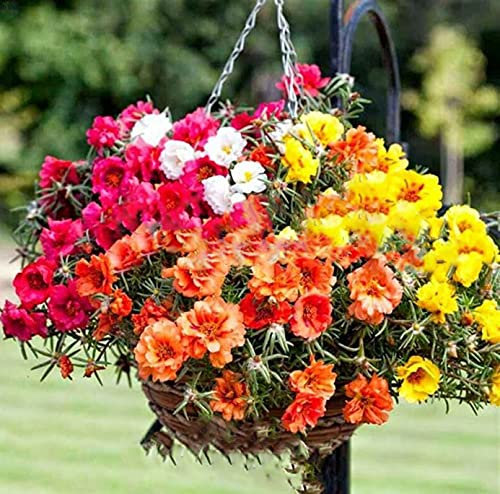Vsorce4u 3000 x Moss Rose Double - Seeds - Portulaca Grandiflora - Hanging Baskets Flower for Planting Garden Yard Patio - Moss Rose Double Mix Flower Seeds