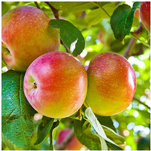Dwarf Patio Worcester Pearmain Apple Tree in 5L Pot, Miniature Tree, Ready to Fruit,Self-Fertile & Sweet