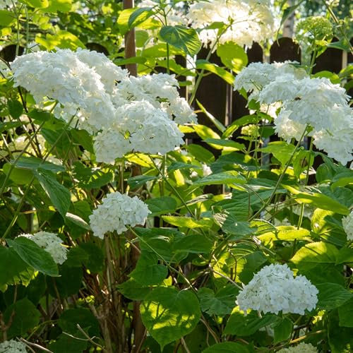 GreenboutiQ - Hortensia Panachée - Hydrangea arborescens Annabelle - Fleurs Blanches - 3 Plantes - 1 m2 - Feuillu - Grandes Fleurs - Pot 17cm Hauteur 50cm