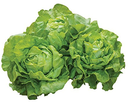 Burpee Dynamite Lettuce Seeds 500 seeds