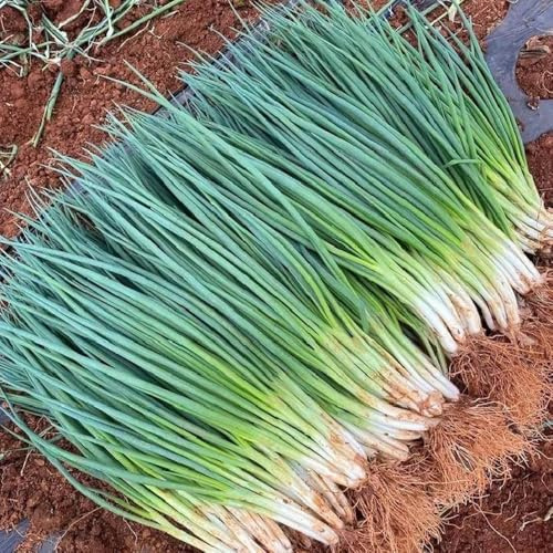 semi di cipollina biologici - antichi balcone da giardino decorazione da esterno 100pcs
