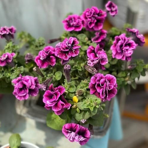 petunias - petunias colgantes silvestres, macizo de exóticas semillas de petunia ornamentales lugares soleados, jardín semillas pradera balcón, 500semillas
