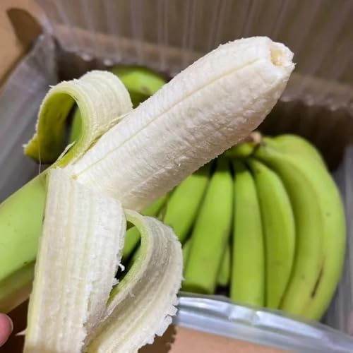 semi di banana, ornamentale giardino raro, resistenti rupestri in vaso per 225pcs