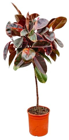 La Green Touch - Ficus Elastica Belize tronc - 130 cm - ø24 - Plante d'intérieur - Pot 24cm, Hauteur 130 cm