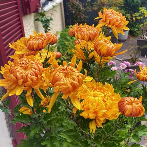 chrysanthemen, garten hochbeet winterhart alte sorten 1200samen