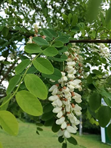 25 Semillas de Falsa Acacia (Robinia Pseudoacacia)
