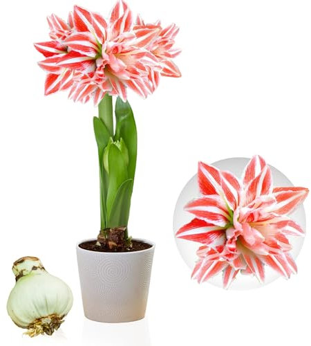 Amaryllis Double Striped - 1 bulbi fiori in grande formato 26/30 - Amaryllis Bulbi Esclusivi - Piante vere dall'Olanda - Autentici Hippeastrum (senza semi, cera e non artificiali)