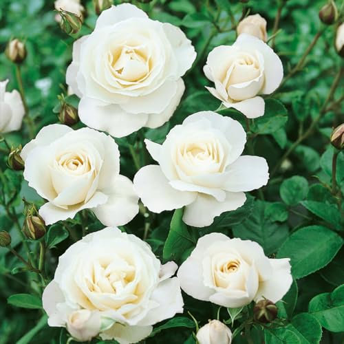 GARTHWAITE NURSERIES® : - Potted 2 Litre FLORIBUNDA Rose Iceberg Perennial Plant