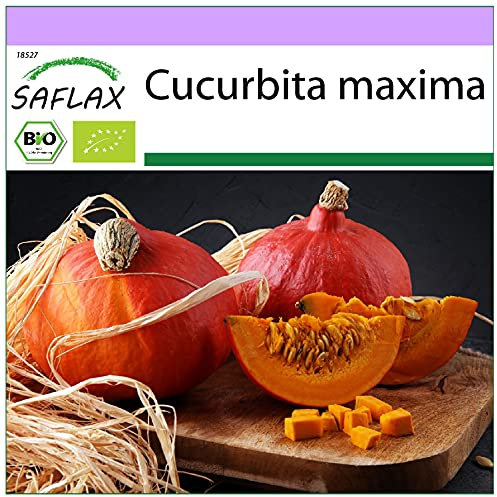 SAFLAX - BIO - Zucca - Hokkaido - 5 semi - Cucurbita maxima