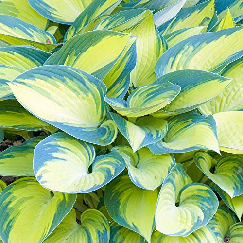 Hosta 'June' Plantain Lily Herbaceous Perennial Flowering Potted Garden Shrub (30-40cm Incl. Pot)