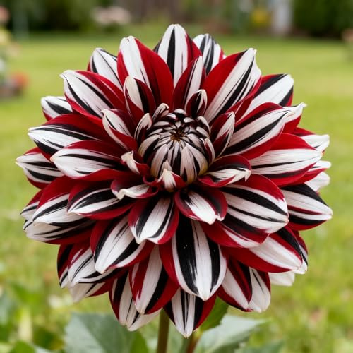 Dalia, Rizomi Dalia Resistenti, Rara Rizomatosa Perenne Dalia, Elegante Giardino Espositivo, Piantagione Primaverile Autunnale-g-6 rizomi