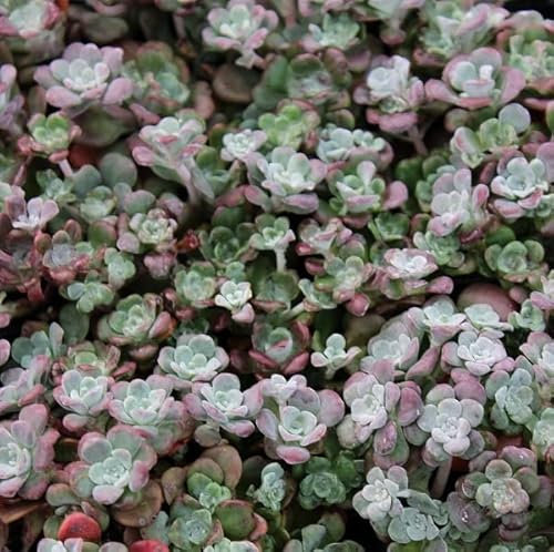 6x Orpin 'Purpureum' – Sedum spathulifolium ‘Purpureum’ – Godet 9x9cm | Feuillage rouge, floraison estivale