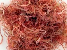 Pack of 5 Live Fresh Tubifex Worm, 100ml Bag, Tropical Fish Live Food, perfect for frogs, Axololts High Protein (Dispatches on Friday, Next Day)