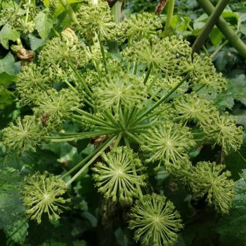 100 pcs liebstöckel samen bio, kräuterbeet für die küche, pflanzensamen (Levisticum officinale) winterharte stauden, steinpflanzen winterhart heilkräuter samen, balkon beet hochbeet