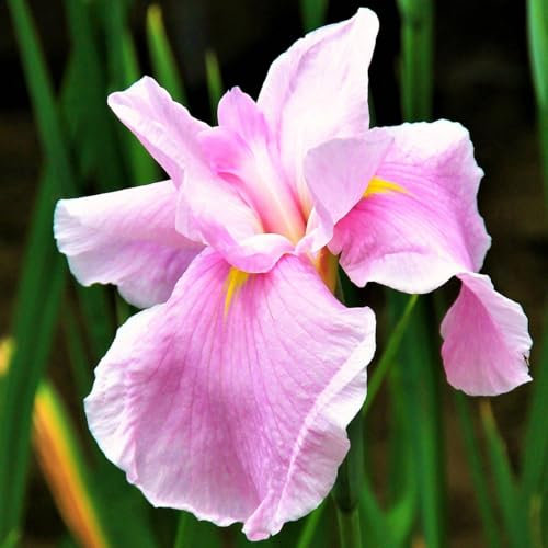 Iriszwiebeln sind kältebeständig und leicht zu pflanzen. Sie sind eine große Zierde für Balkonbeete und Gärten.-6zwiebeln-C