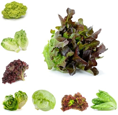lattuga, varietà antiche, lattuga a foglia larga rampicanti esotiche semi di Aiule rialzate per il giardino semi di per aiuole rialzate resistenti in vaso da 500pcs
